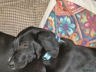 Mixed Breed dogs Roonie 5 month Lab Cross - Advert 1