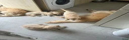 Golden Retriever dogs for sale: KC registered golden retriever puppies ready now. - Advert 14