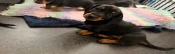 Dachshund dogs for sale: READY NOW REDUCED 1 boy Black & Tan dachshund  - Advert 15