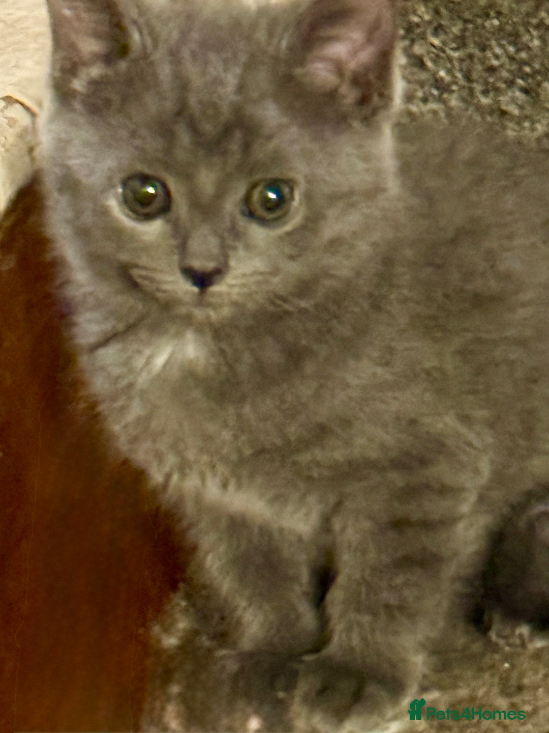 Mixed Breed cats for sale: Delightful Rag-doll Mixed Breed Kittens READY NOW! - Image 10