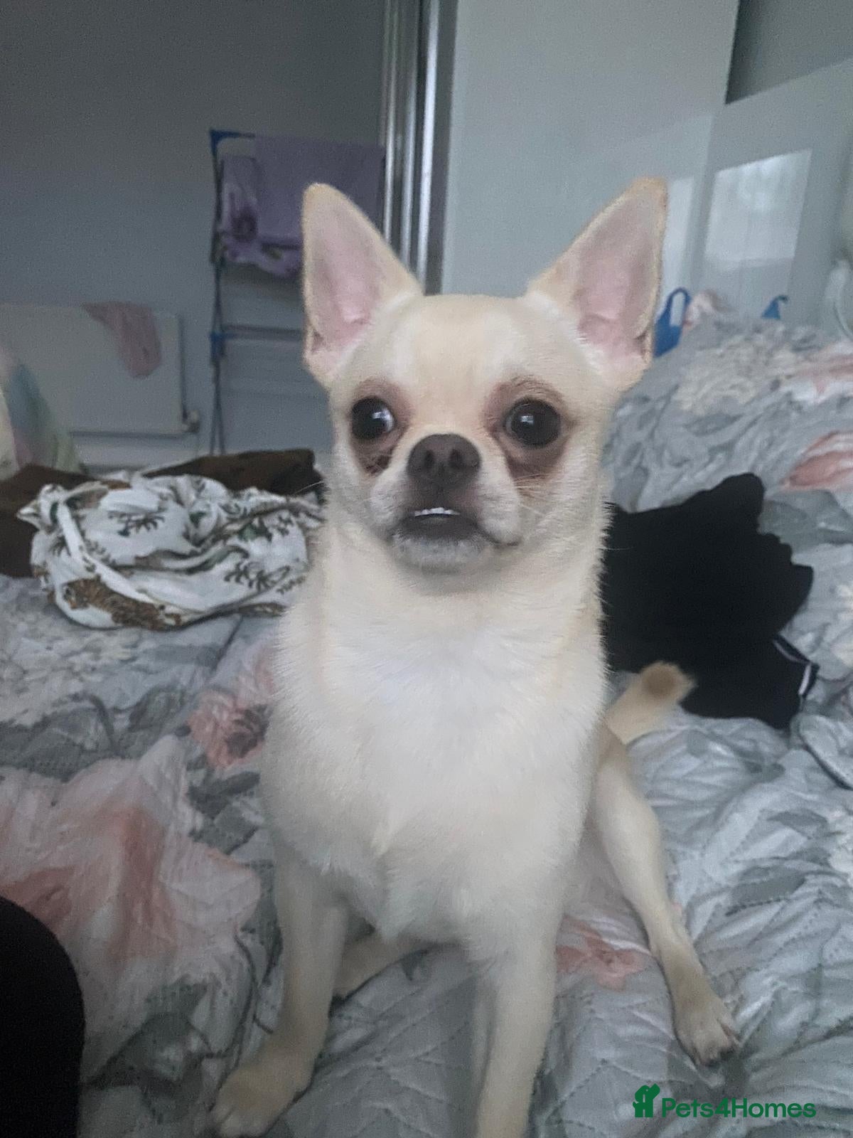 Chihuahua dogs Chihuahua  in London - Advert 3