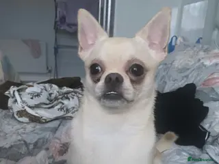 Chihuahua dogs Chihuahua in London - Advert 3