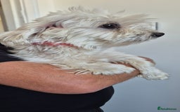 Maltese dogs for sale: Mr, mrs - Image 7