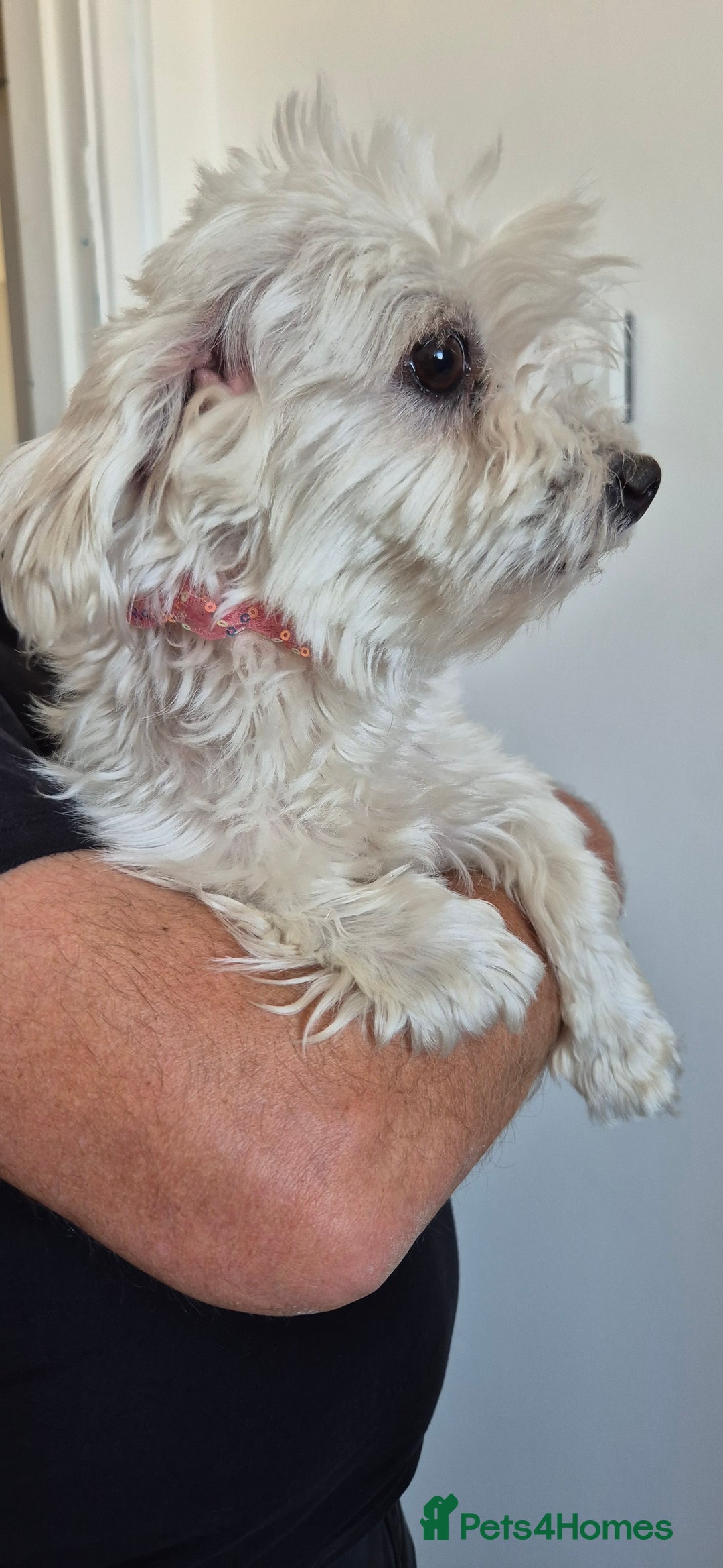 Maltese dogs for sale: Mr, mrs - Image 7