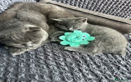 British Shorthair cats for sale: British shorthair  - Image 8