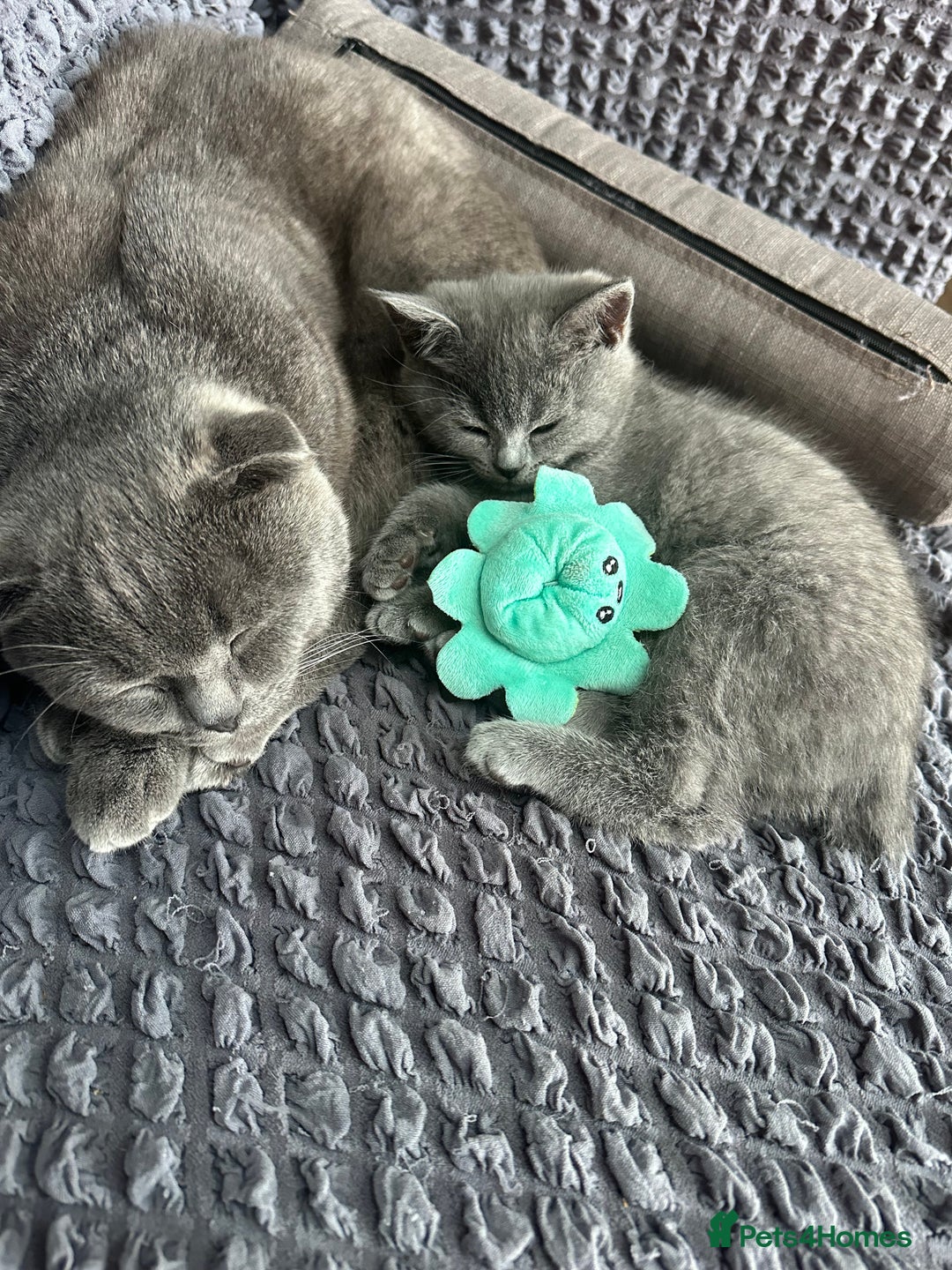 British Shorthair cats for sale: British shorthair  - Image 8