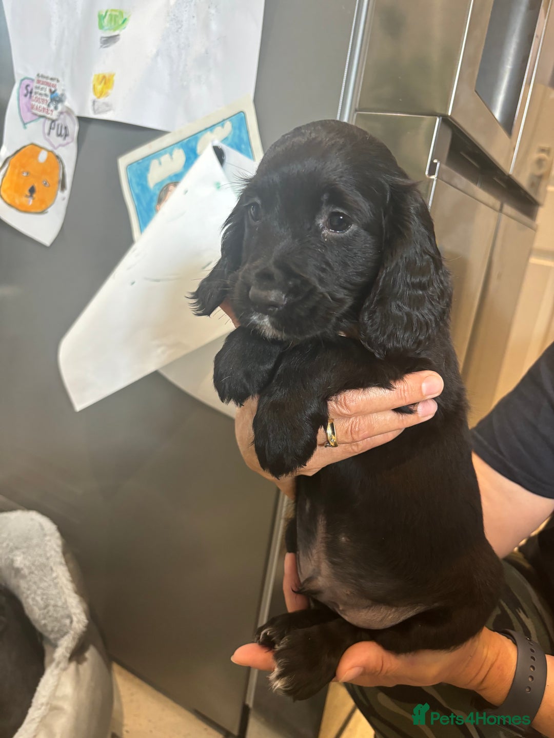 Cocker Spaniel dogs for sale: Cute show type very rare colours dna health tested - Image 6