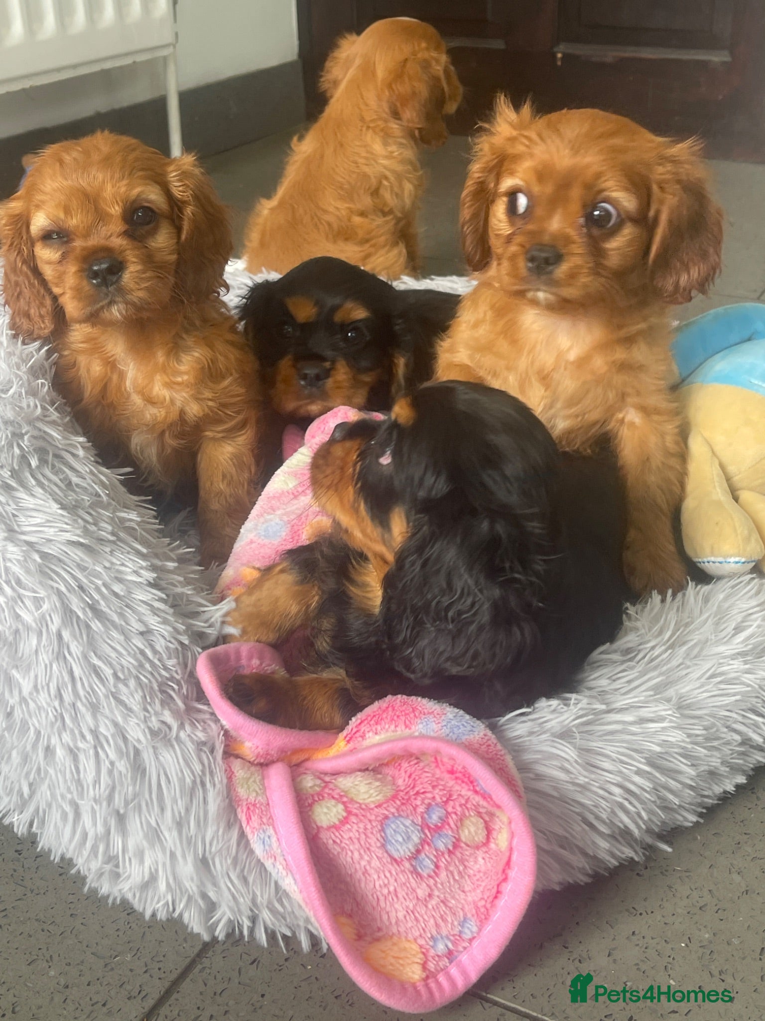 Cavalier King Charles Spaniel dogs Cavalier King Charles spaniels boys and girls  - Advert 4