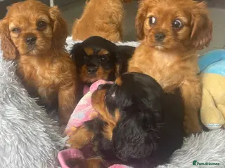 Cavalier King Charles Spaniel dogs Cavalier King Charles spaniels boys and girls - Advert 4