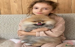 Pomeranian dogs for sale: An irresistibly fluffy Pomeranian pup - Image 3