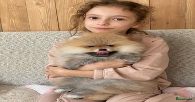 Pomeranian dogs - Advert 11