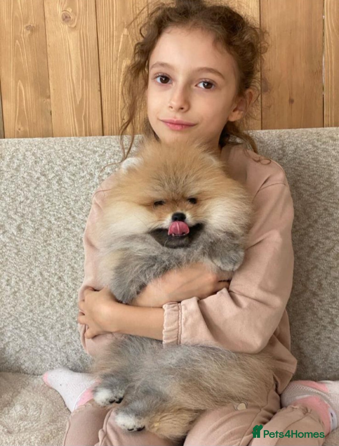 Pomeranian dogs for sale: An irresistibly fluffy Pomeranian pup - Image 3