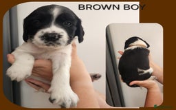 English Springer Spaniel dogs for sale: KC Registered ESS Pups *WELL MARKED* - Image 9