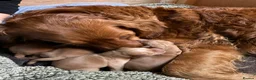 Golden Retriever dogs for sale: Dark Red Golden Retriever Pups in Burford - Advert 11