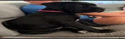 Cane Corso dogs for sale: Cane Corso Puppy - Advert 4