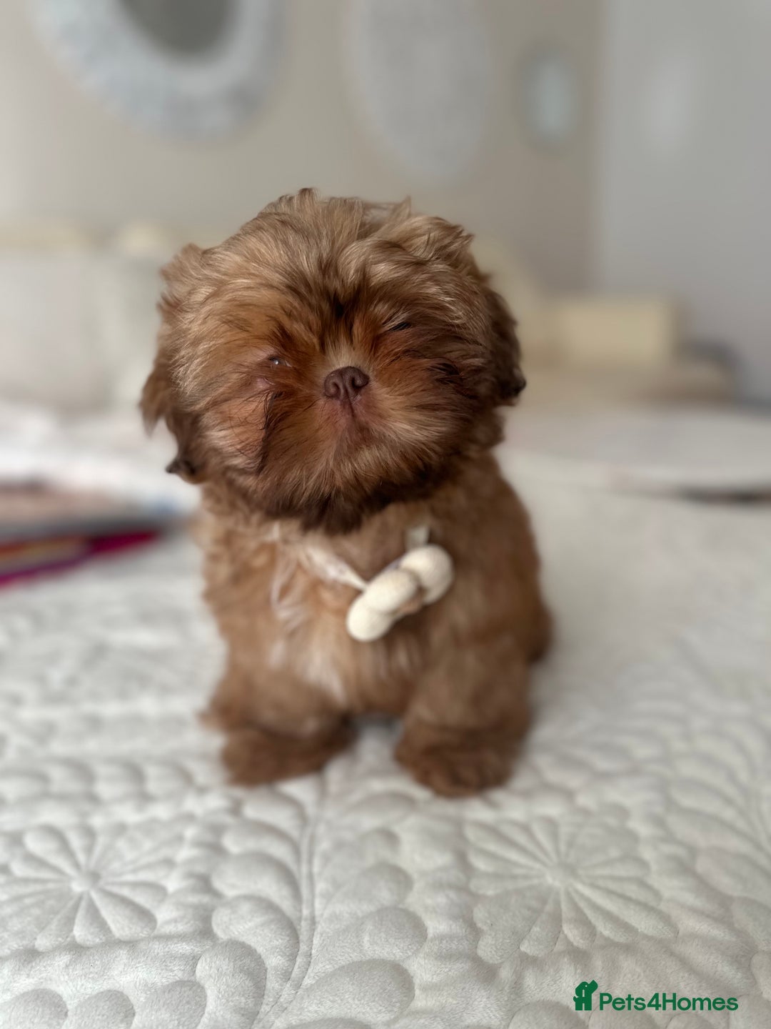 Shih Tzu dogs for sale: Stunning Karashishi Shih tzus - Advert 20