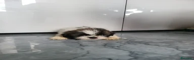 Shih Tzu 3