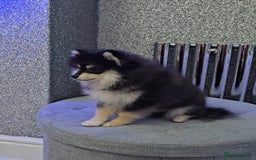 Pomsky dogs for sale: Pomsky puppies very small toy size F3  - Image 5