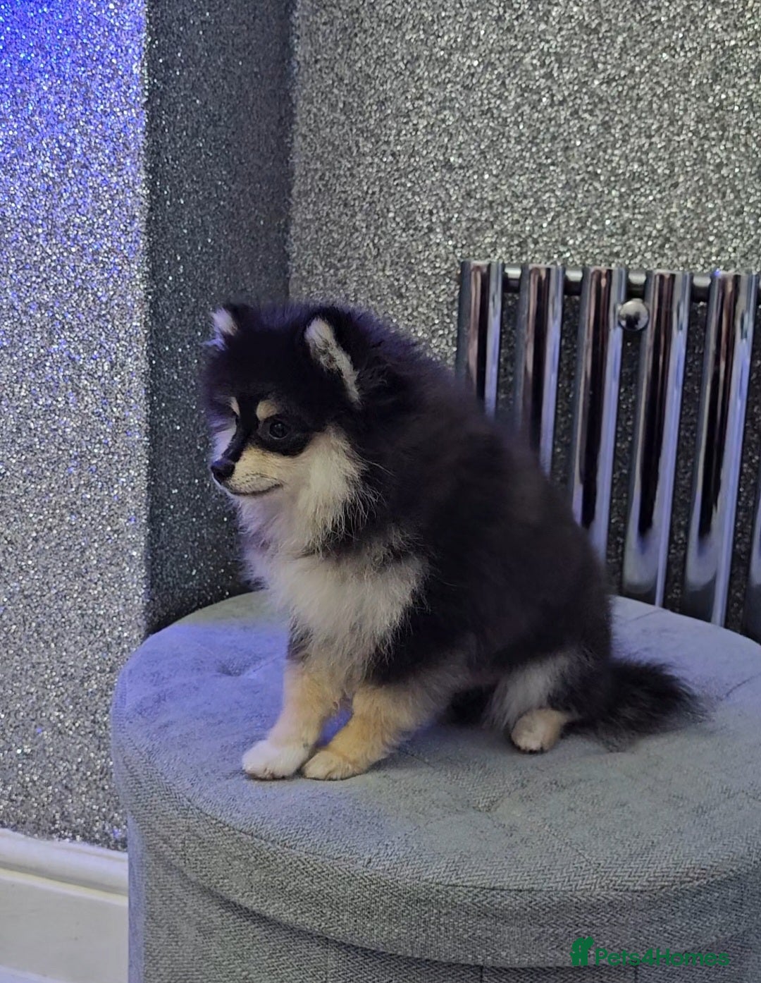 Pomsky dogs for sale: Pomsky puppies very small toy size F3  - Image 5