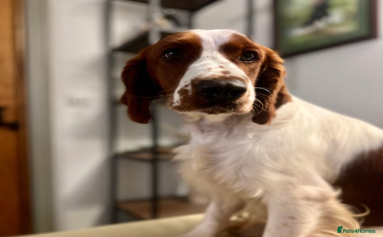 Welsh Springer Spaniel dogs Welsh Springer Spaniel for STUD! in Welshpool - Advert 3