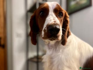 Welsh Springer Spaniel dogs Welsh Springer Spaniel for STUD! in Welshpool - Advert 8