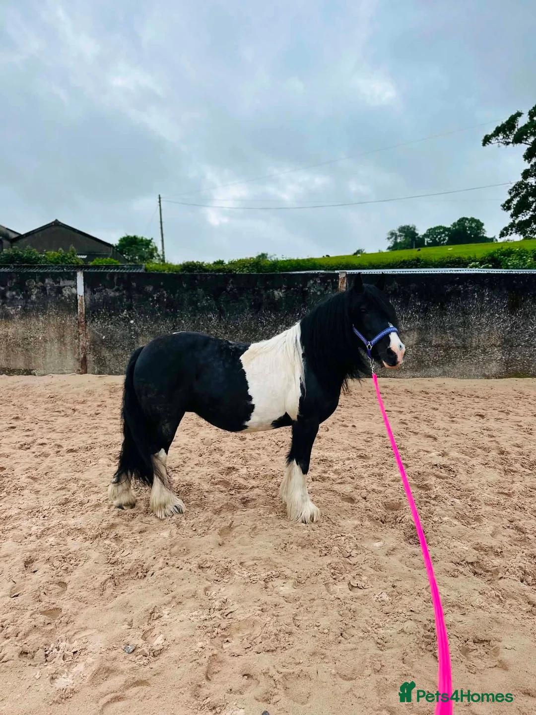 Irish Cob horses for sale: Cob and shetland for sale as a pair - Advert 4