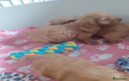 Cockapoo dogs for sale: F1 cockapoo puppies - Image 11