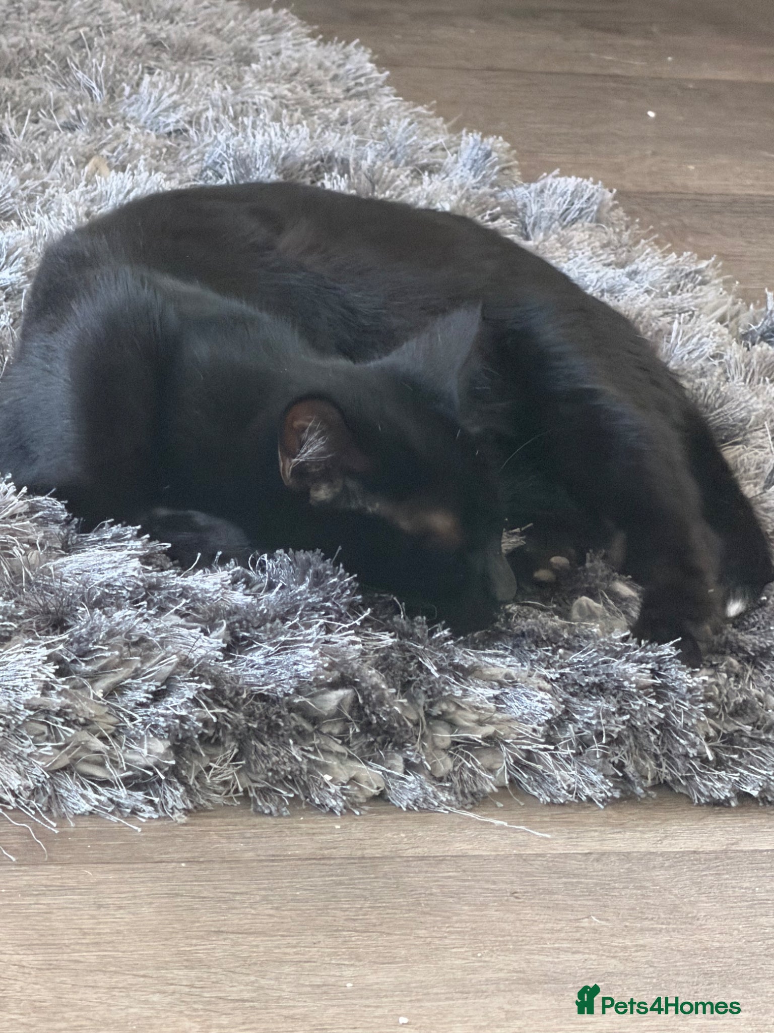 Domestic Shorthair cats Last 3 kittens of litter of 10  - Advert 2