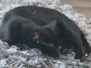 Domestic Shorthair cats Last 3 kittens of litter of 10 - Advert 3