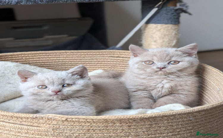 British Shorthair cats - Advert 11
