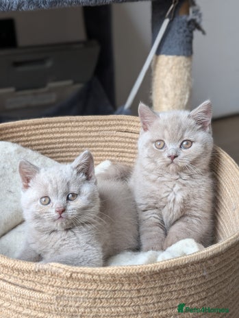 British Shorthair cats - Advert 13
