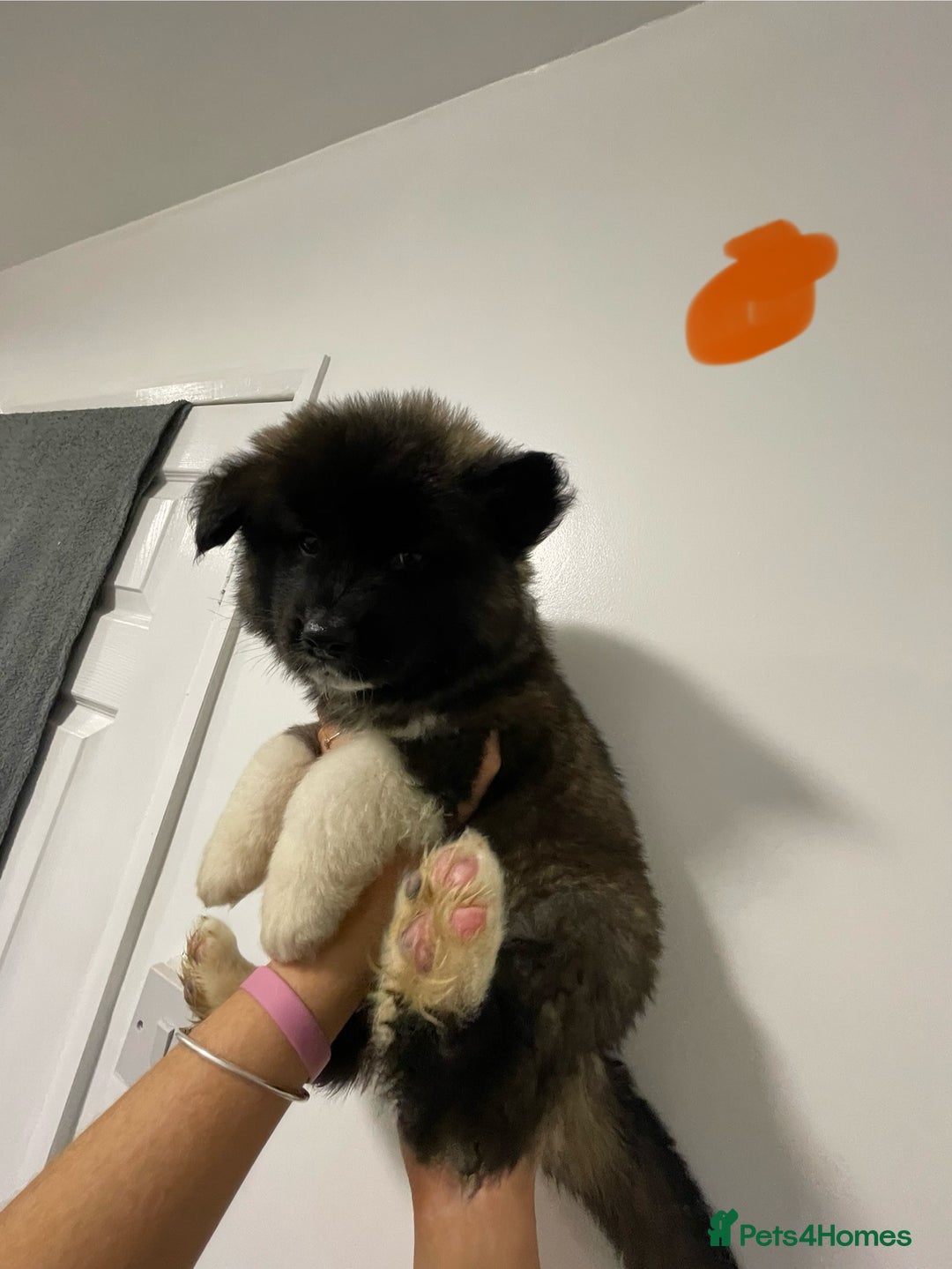Akita dogs for sale: akita puppies  - Image 6