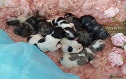 Yorkshire Terrier dogs for sale: Rare Colourful Pedigree Yorkies Certified Breeder - Image 3