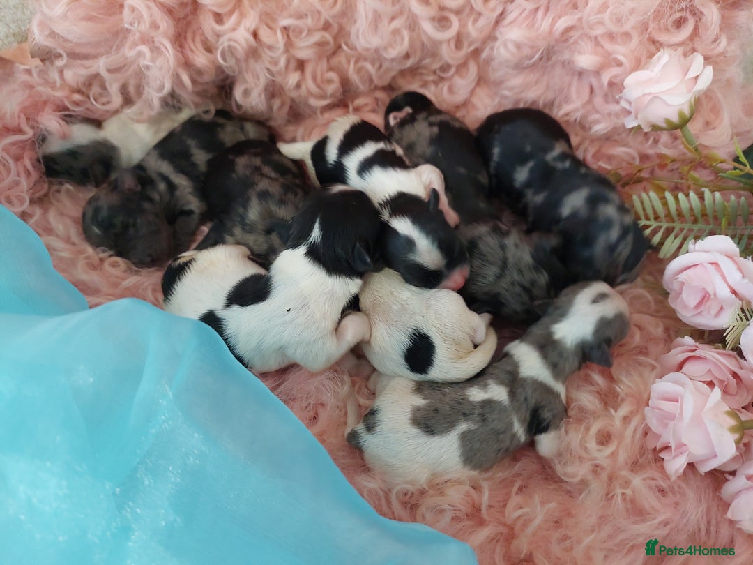 Yorkshire Terrier dogs for sale: Rare Colourful Pedigree Yorkies Certified Breeder - Image 3