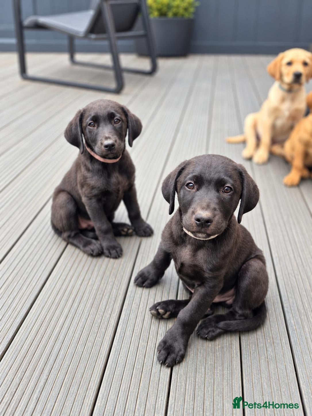 Labrador Retriever dogs KC Registered Labrador Puppies – Working Lines - Advert 2