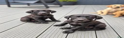 Labrador Retriever dogs for sale: Last 2 KC Registered Black Labradors – Ready Now - Advert 5