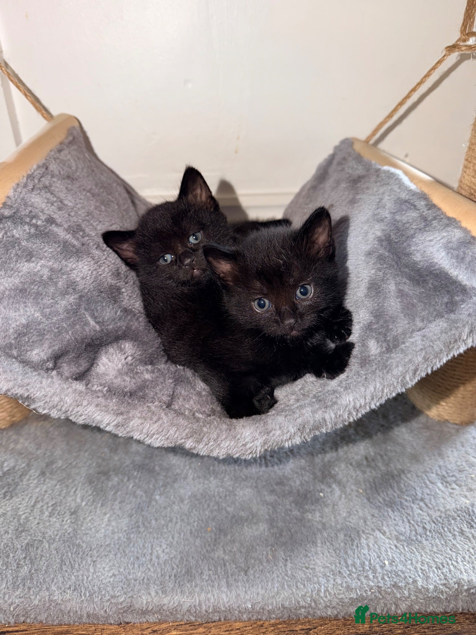Mixed Breed cats 4 female kittens  - Advert 2