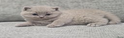British Shorthair cats for sale: Gorgeous Pure Breed British shorthair kittens  - Advert 3