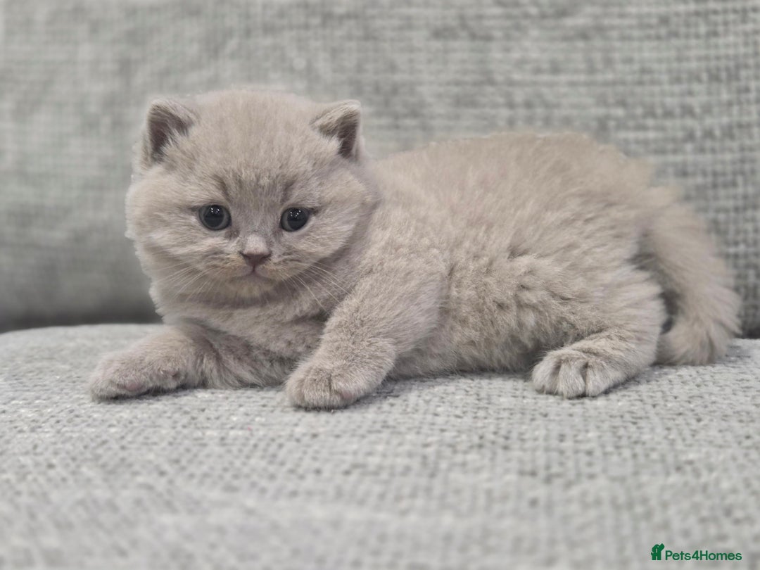 British Shorthair cats for sale: Gorgeous Pure Breed British shorthair kittens  - Advert 3