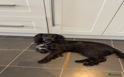 Cocker Spaniel dogs for sale: Bella - AMAZING cocker spaniel - Image 3