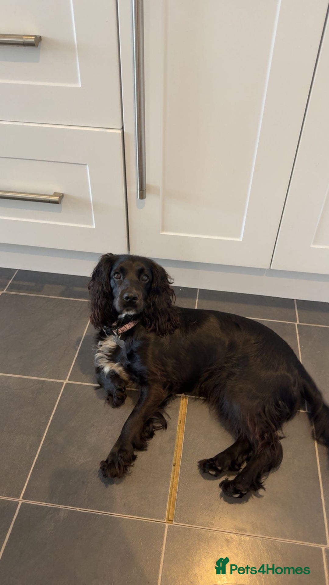 Cocker Spaniel dogs for sale: Bella - AMAZING cocker spaniel - Image 3