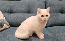 Scottish Fold cats for sale: Excellent Scottish straight kittens  - Image 7
