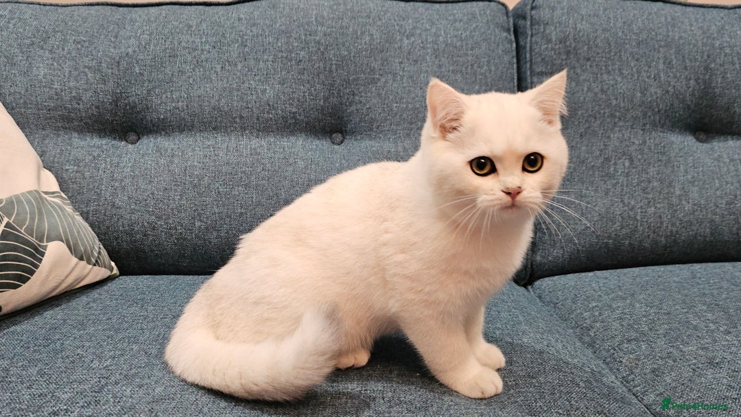 Scottish Fold cats for sale: Excellent Scottish straight kittens  - Image 7