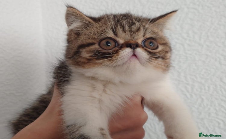 Persian cats - Advert 4