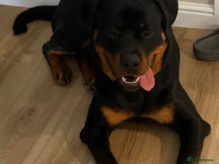 Rottweiler dogs Rottweiler - Max 9 months old - Advert 2