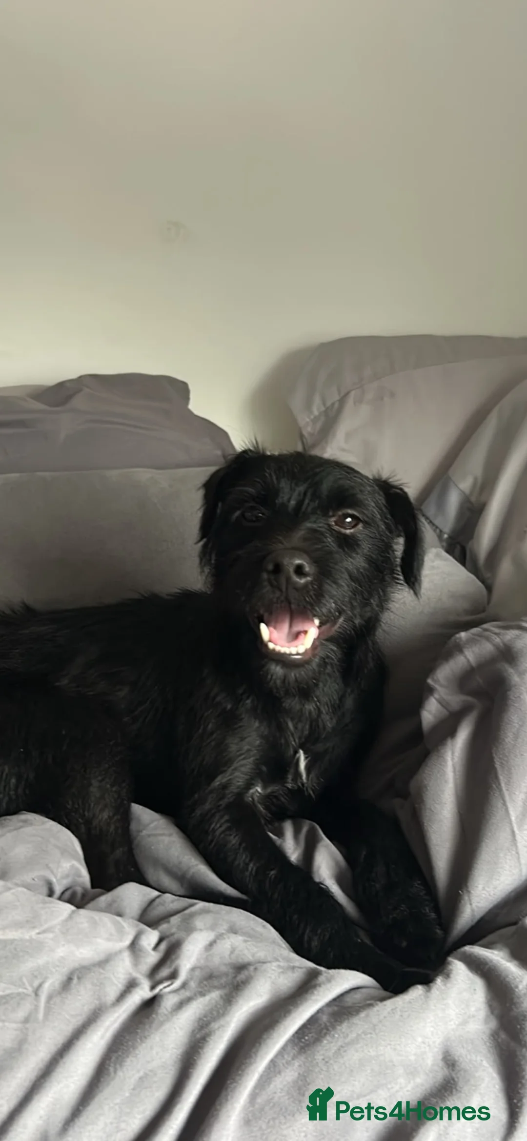 Patterdale Terrier dogs for sale: Frank 🐾🐕‍🦺 in Wirral - Advert 5