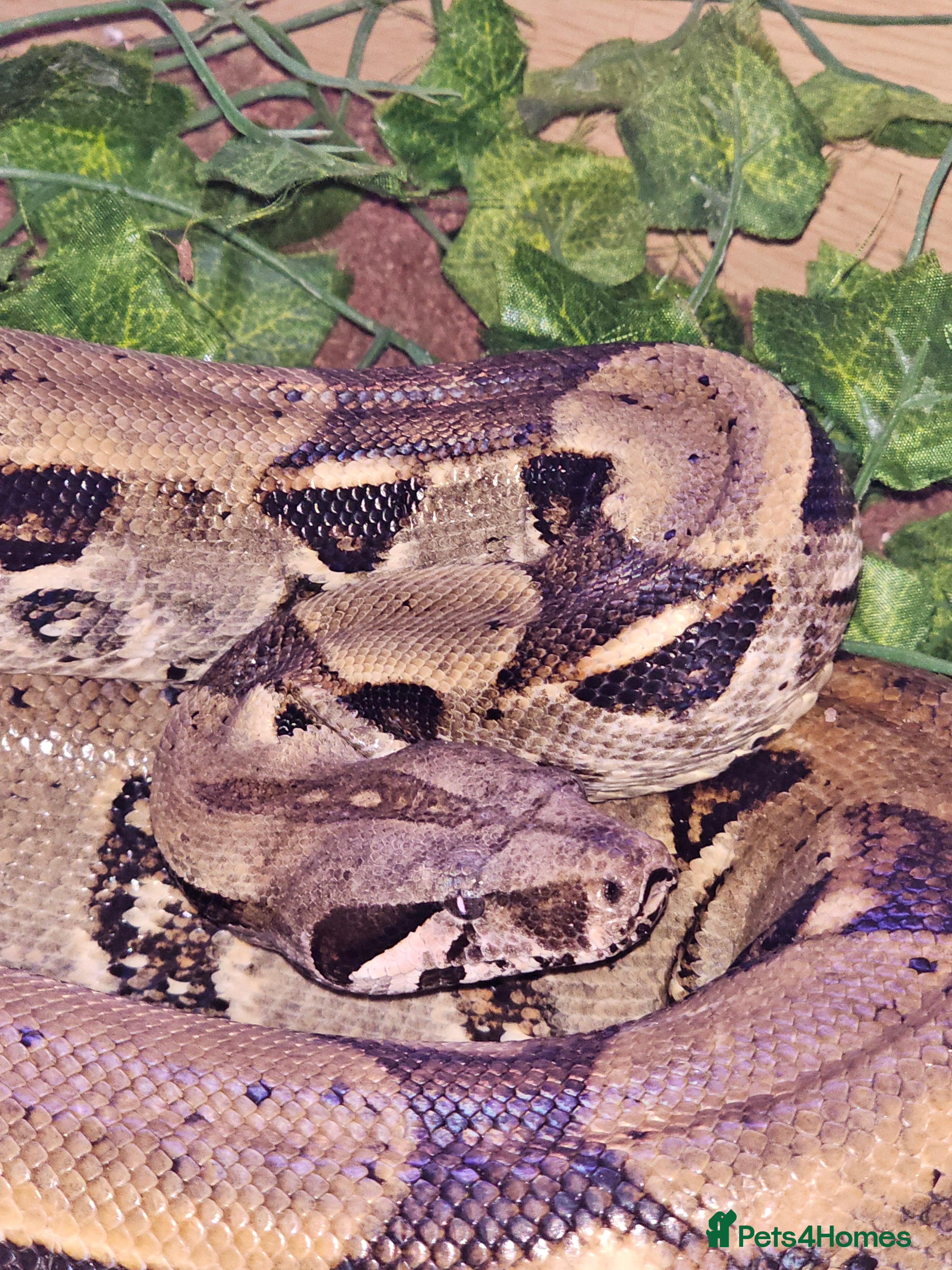 Mixed Breed reptiles Mixed snakes boas ..corns .. and .. Mexican bairds - Advert 3