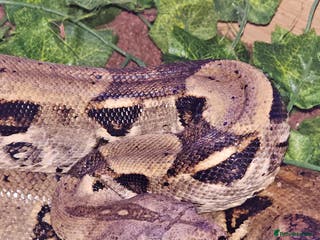 Mixed Breed reptiles Mixed snakes boas ..corns .. and .. Mexican bairds - Advert 3