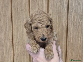 Standard Poodle dogs Standard Poodle Female - Advert 16