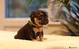 French Bulldog dogs for sale: Beautiful healthy full breed Frenchbulldog puppies - Image 9